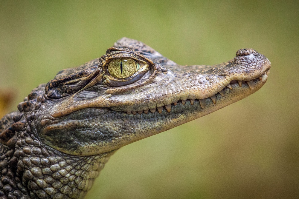 Animal World & Snake Farm Zoo