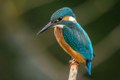 FeatherFest Is One of the Largest Birding Festivals in Texas