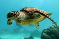 The Art of Saving Sea Turtles Celebrates Local Conservation