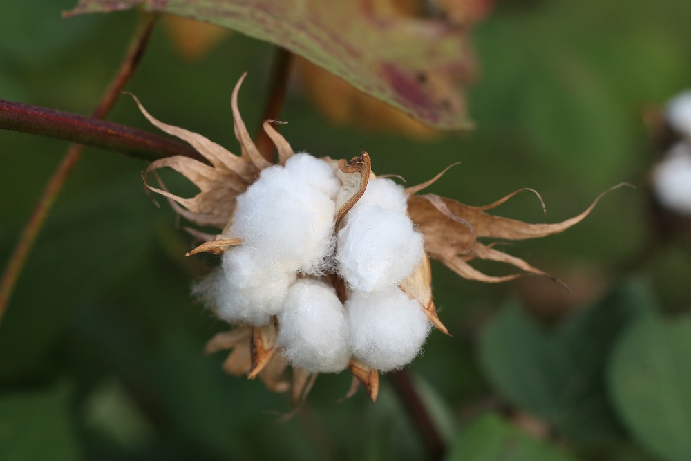 Texas Cotton Gin Museum Hosts Annual Festival with Live Entertainment