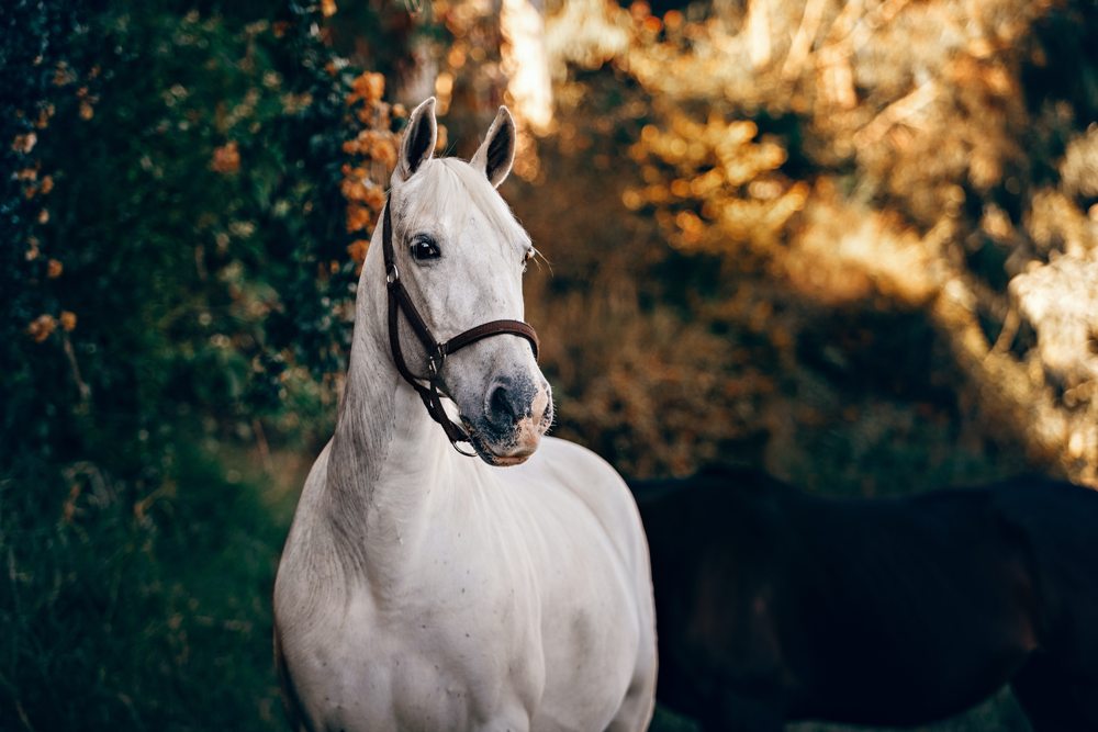 How to Prevent Your Horse From Getting Mud Fever