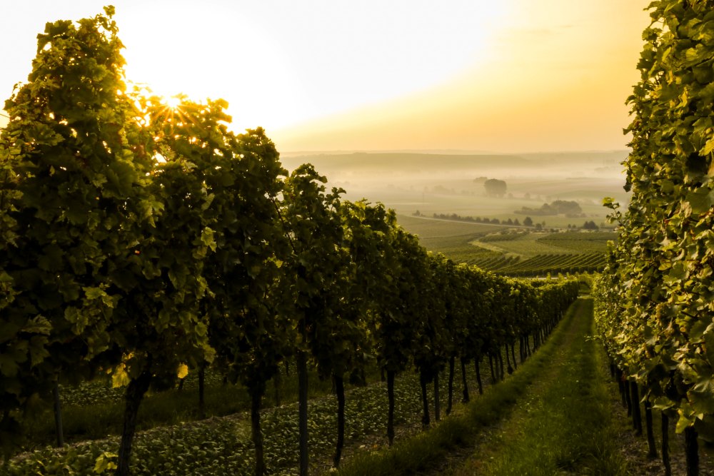 7 Benefits of Booking a Guided Wine Tourism Experience