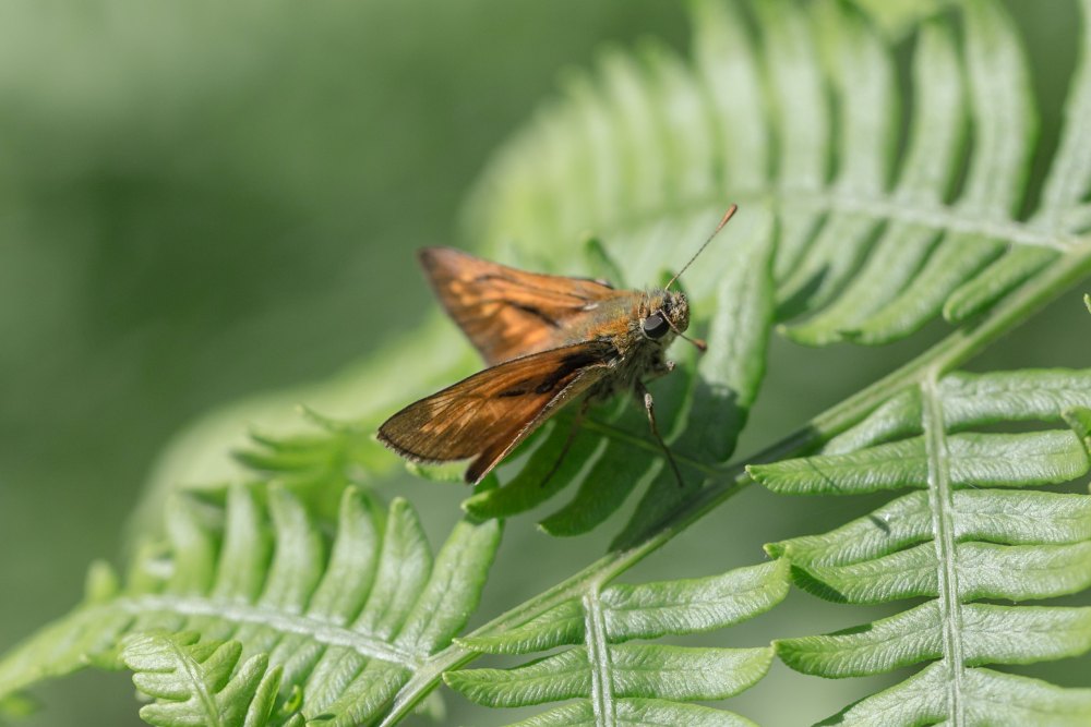 Comparing Moth Prevention Methods