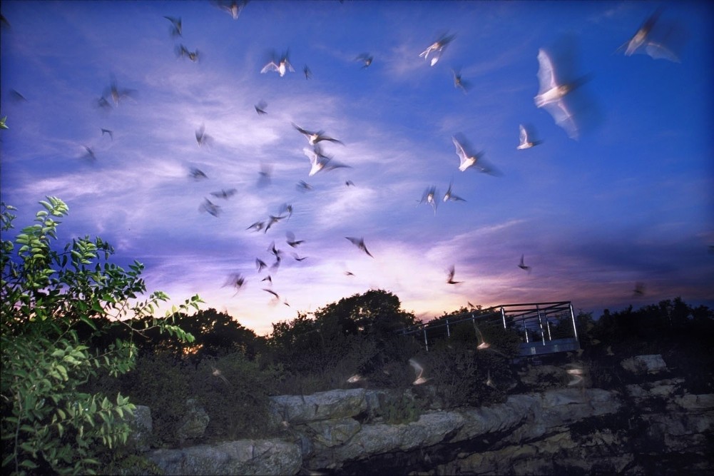 Bats at Devil's Sinkhole