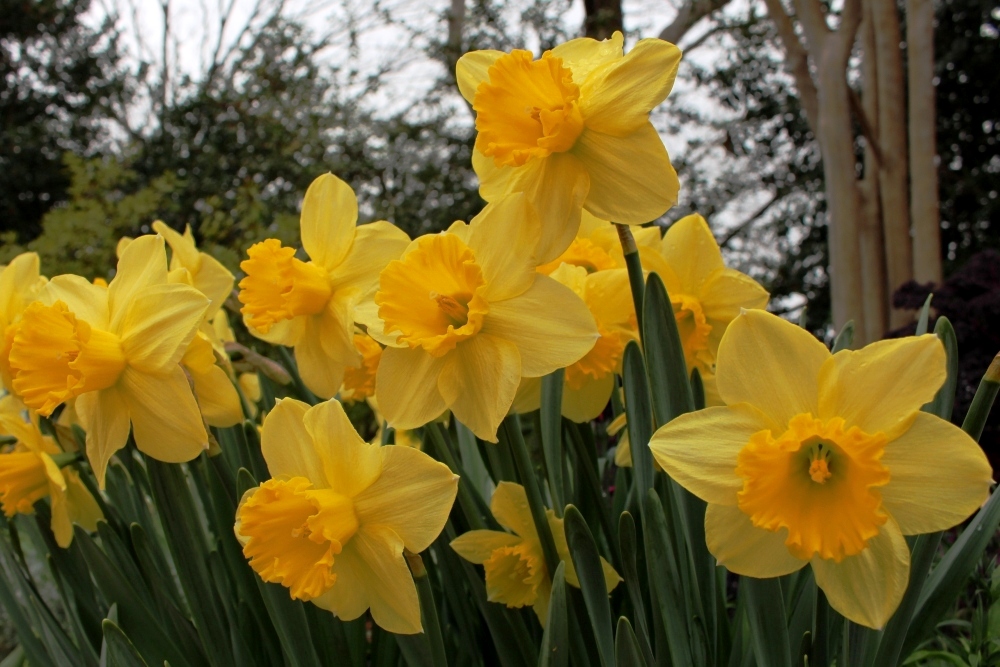 Dallas Blooms | Dallas Arboretum and Botanical Garden | Dallas, Texas, USA