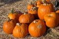 Dripping Springs Pumpkin Festival Announces Dates